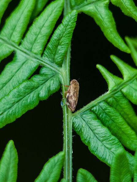 Hopping For Gold The Common Froghopper Nature s High Jumper hopping-for-gold-the-common-froghopper-nature-s-high-jumper